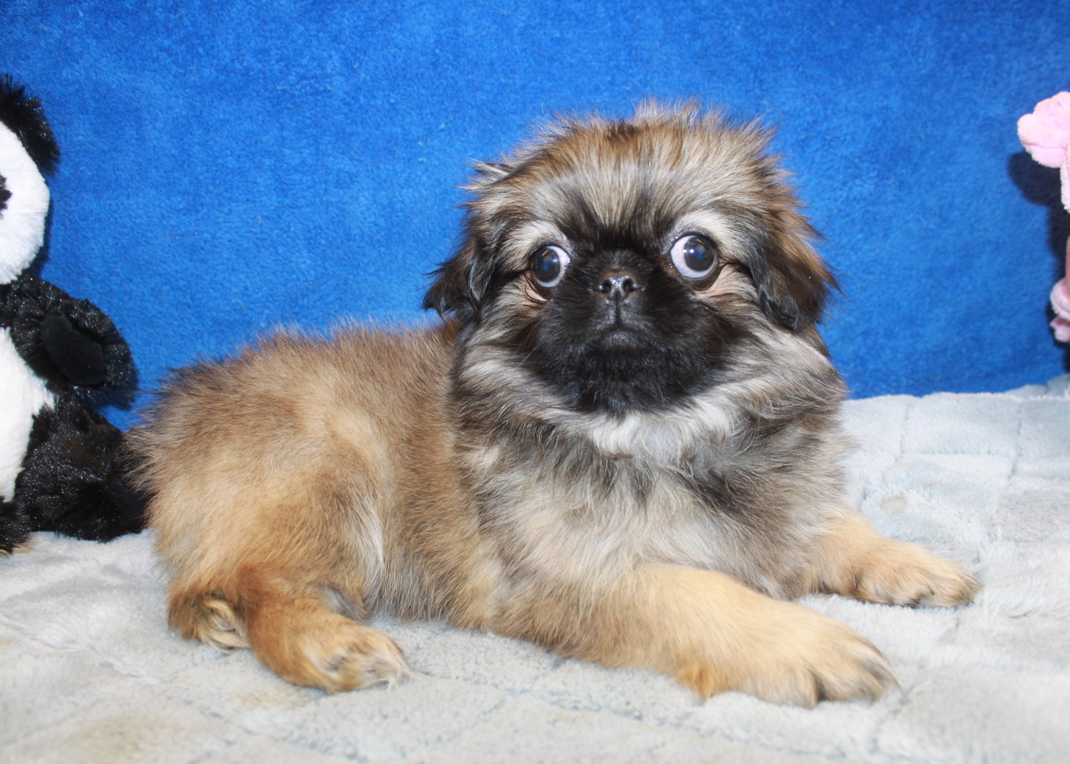 Pekingese Puppies For Sale Long Island Puppies