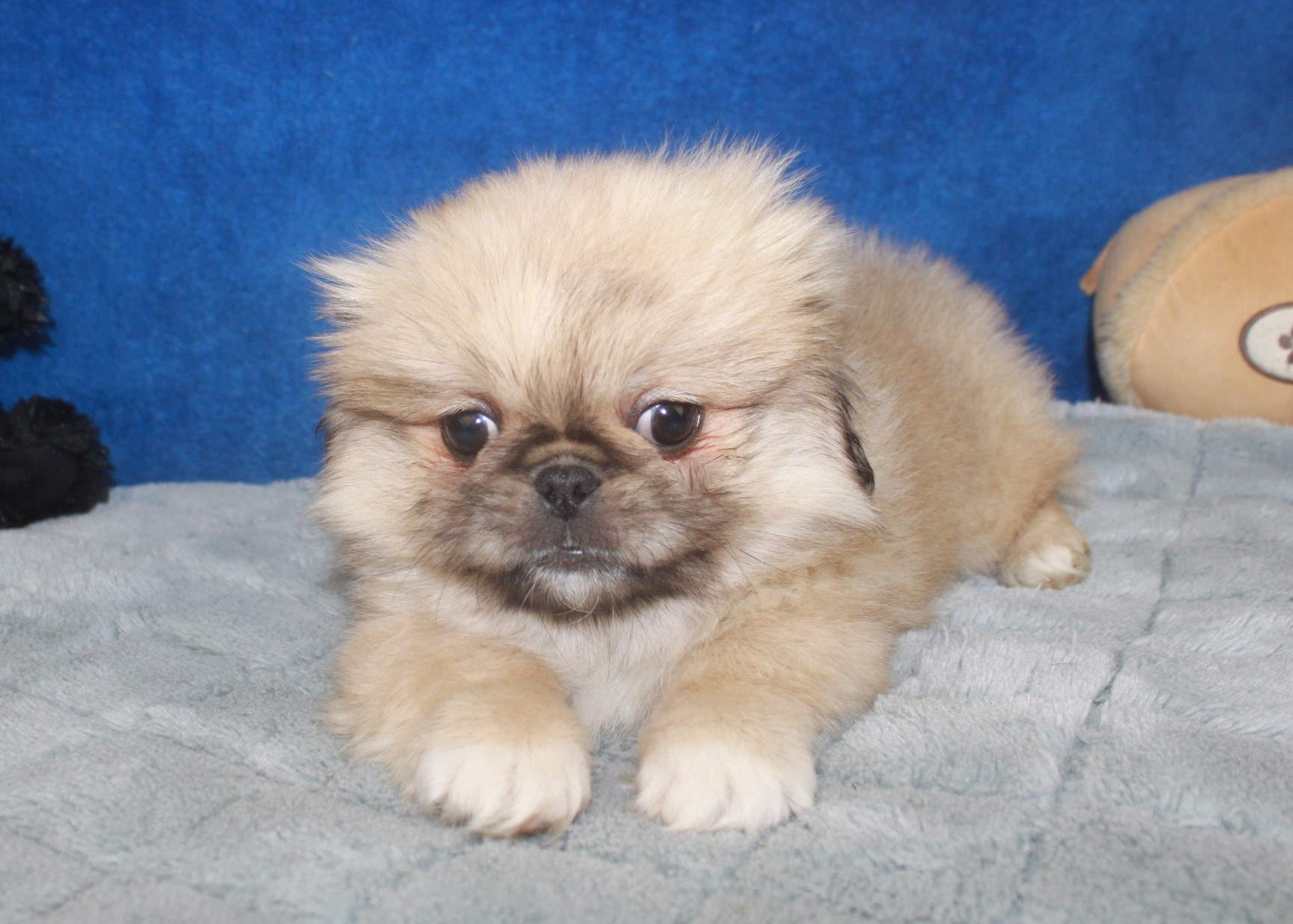 Pekingese Puppies For Sale Long Island Puppies