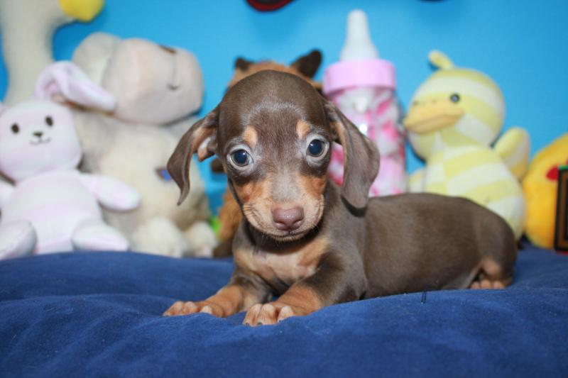 Lynbrook - Available Puppies - Long Island Puppies