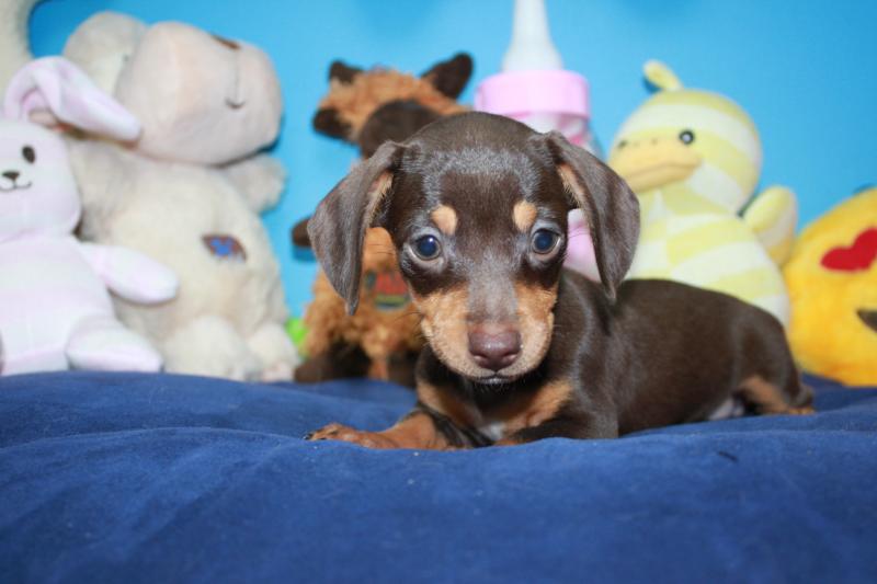 Lynbrook - Available Puppies - Long Island Puppies