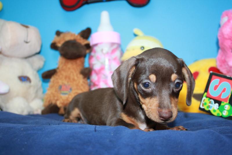 Lynbrook - Available Puppies - Long Island Puppies