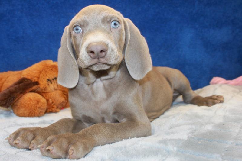 Weimaraner Puppies For Sale - Long Island Puppies