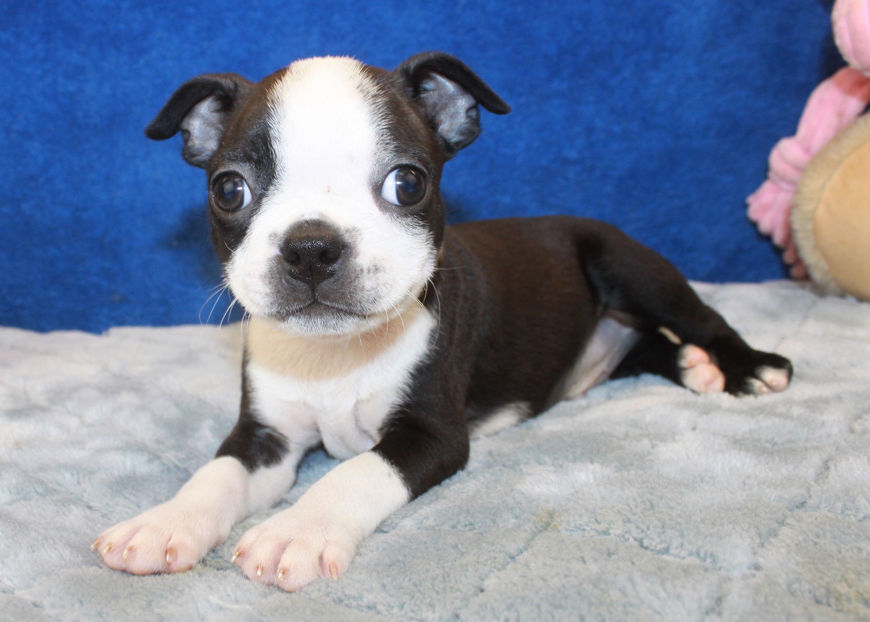 Boston Terrier Puppies For Sale - Long Island Puppies