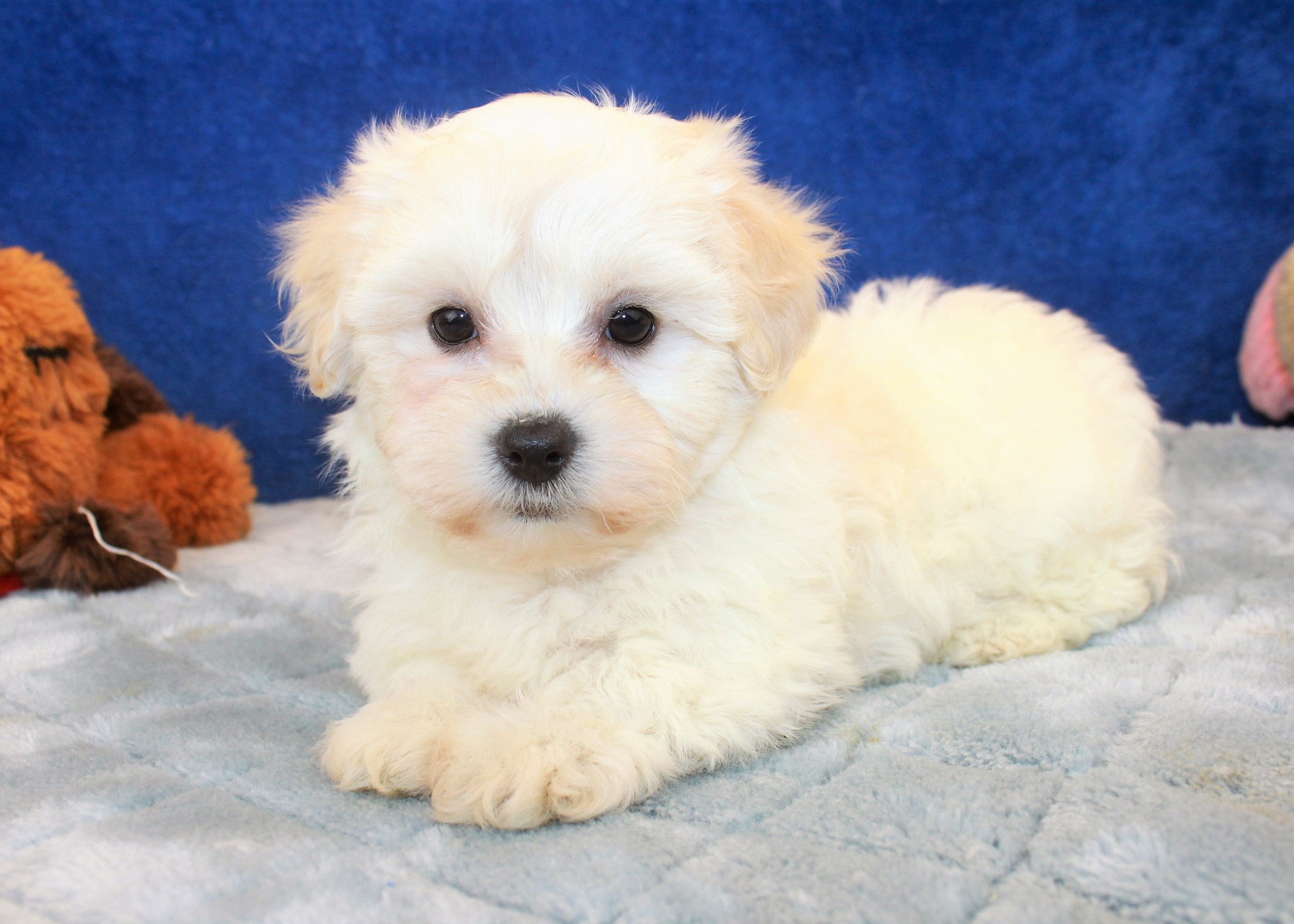 Coton De Tulear Puppies For Sale - Long Island Puppies