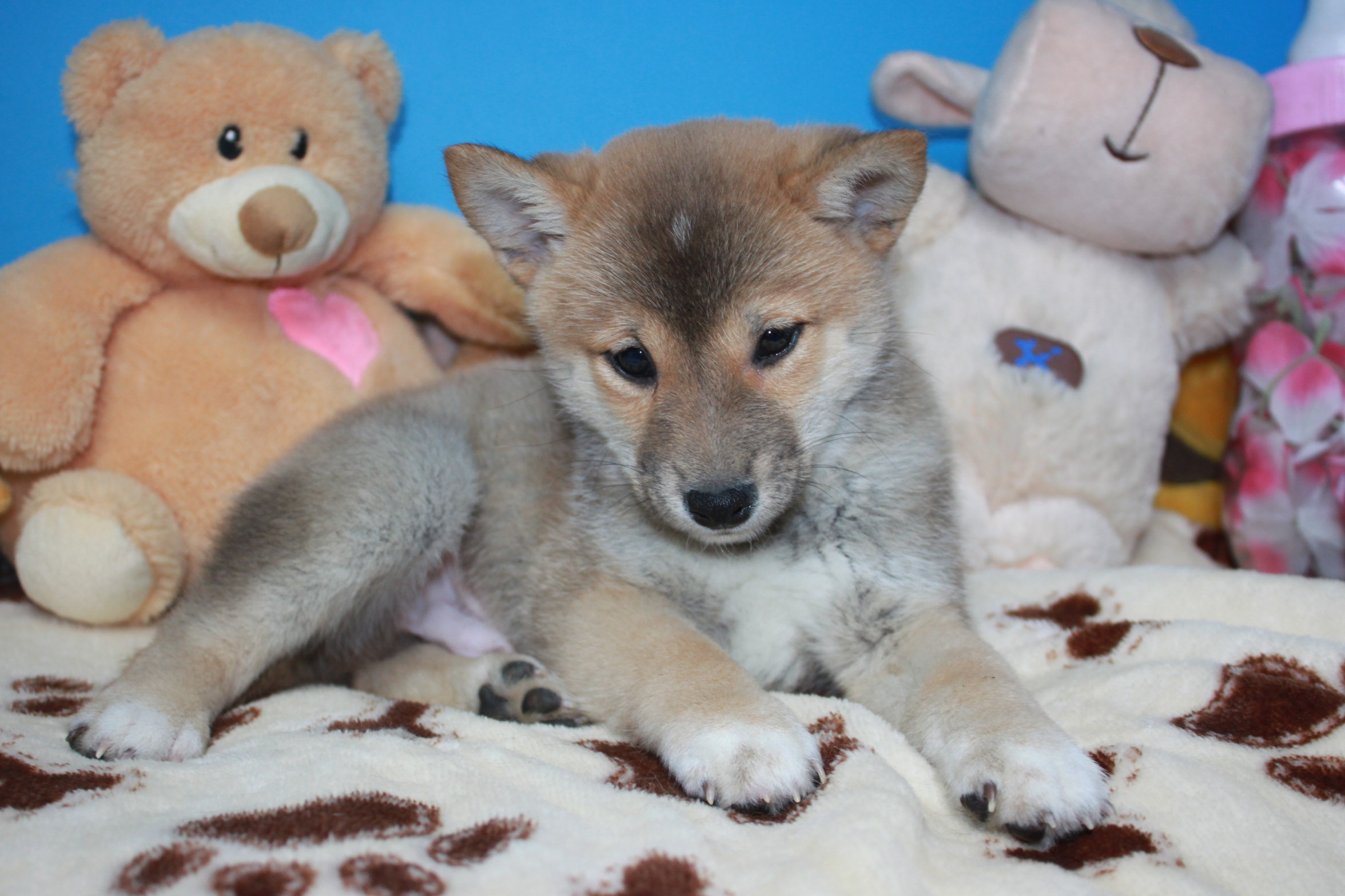 Shiba-Inu Puppies For Sale - Long Island Puppies