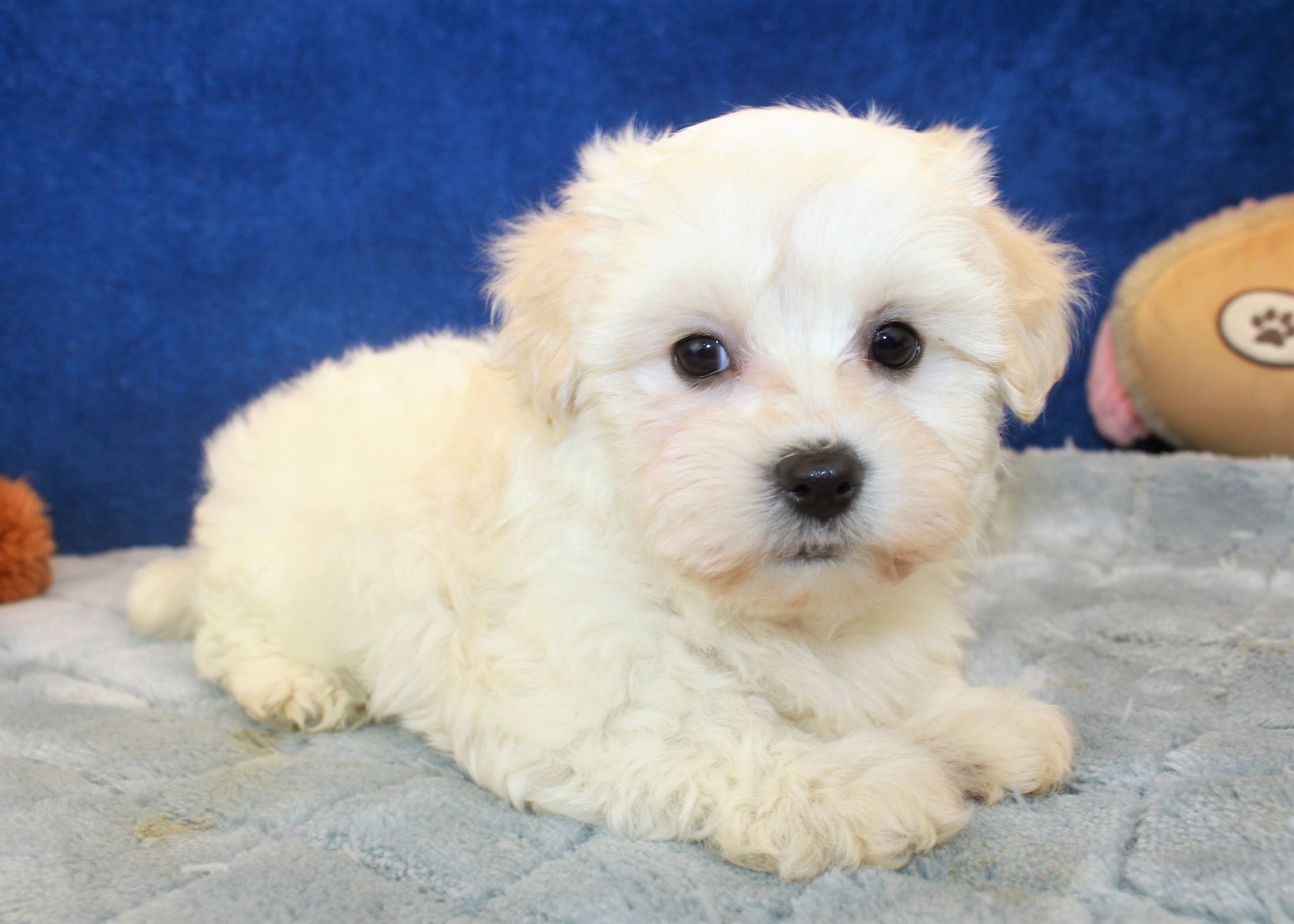 Coton De Tulear Puppies For Sale - Long Island Puppies