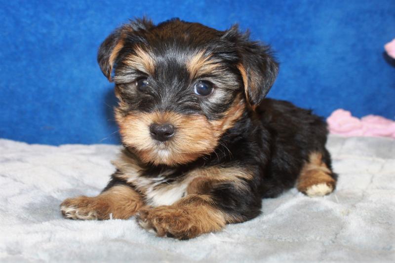 Yorkshire Terrier Puppies For Sale - Long Island Puppies