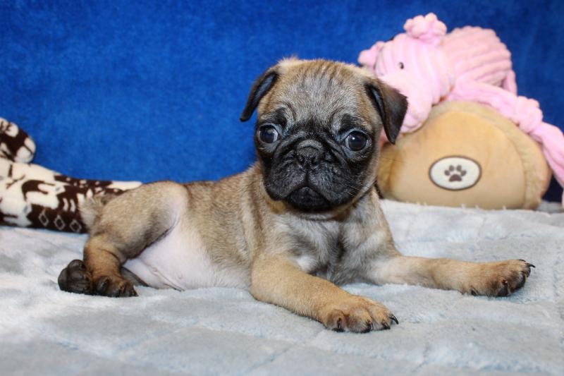 Pug Puppies For Sale - Long Island Puppies