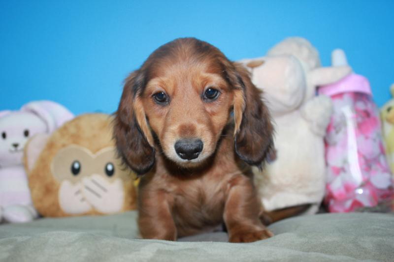 Lynbrook - Available Puppies - Long Island Puppies