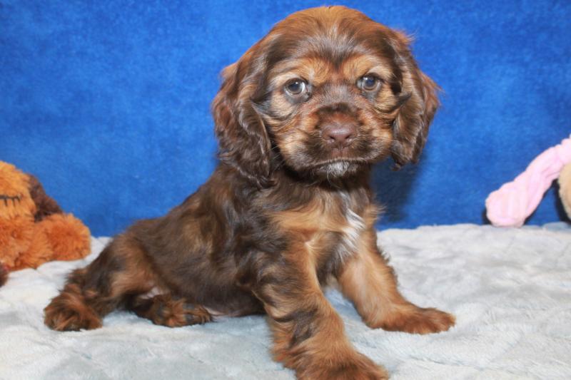 Cocker Spaniel Puppies For Sale - Long Island Puppies