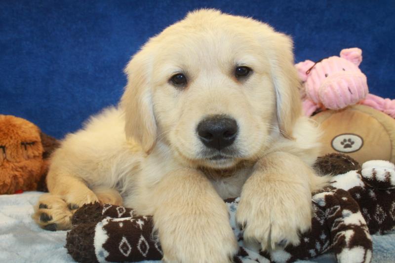 Golden Retriever Puppies For Sale - Long Island Puppies