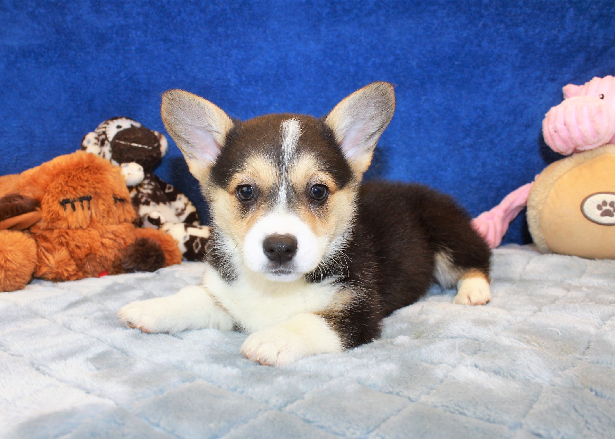 Pembroke Welsh Corgi Puppies For Sale - Long Island Puppies