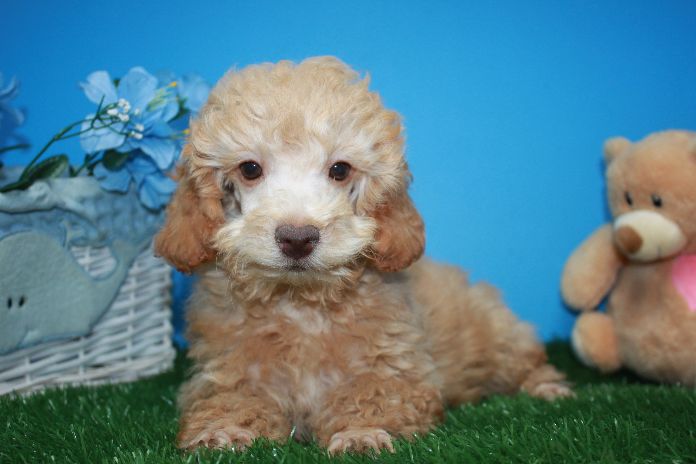 Poodle Puppies For Sale - Long Island Puppies