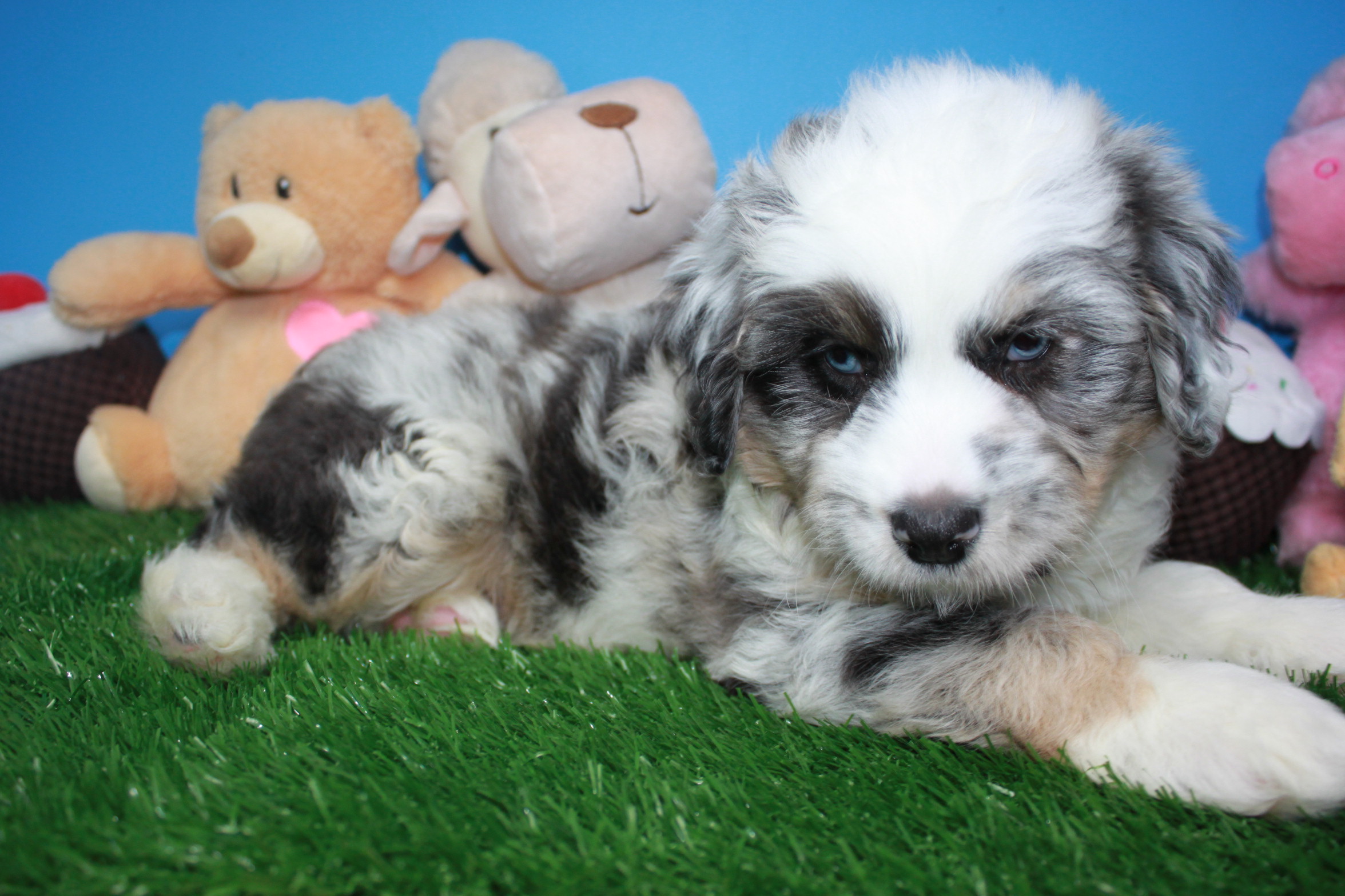 Mini AussieDoodle Puppies For Sale - Long Island Puppies