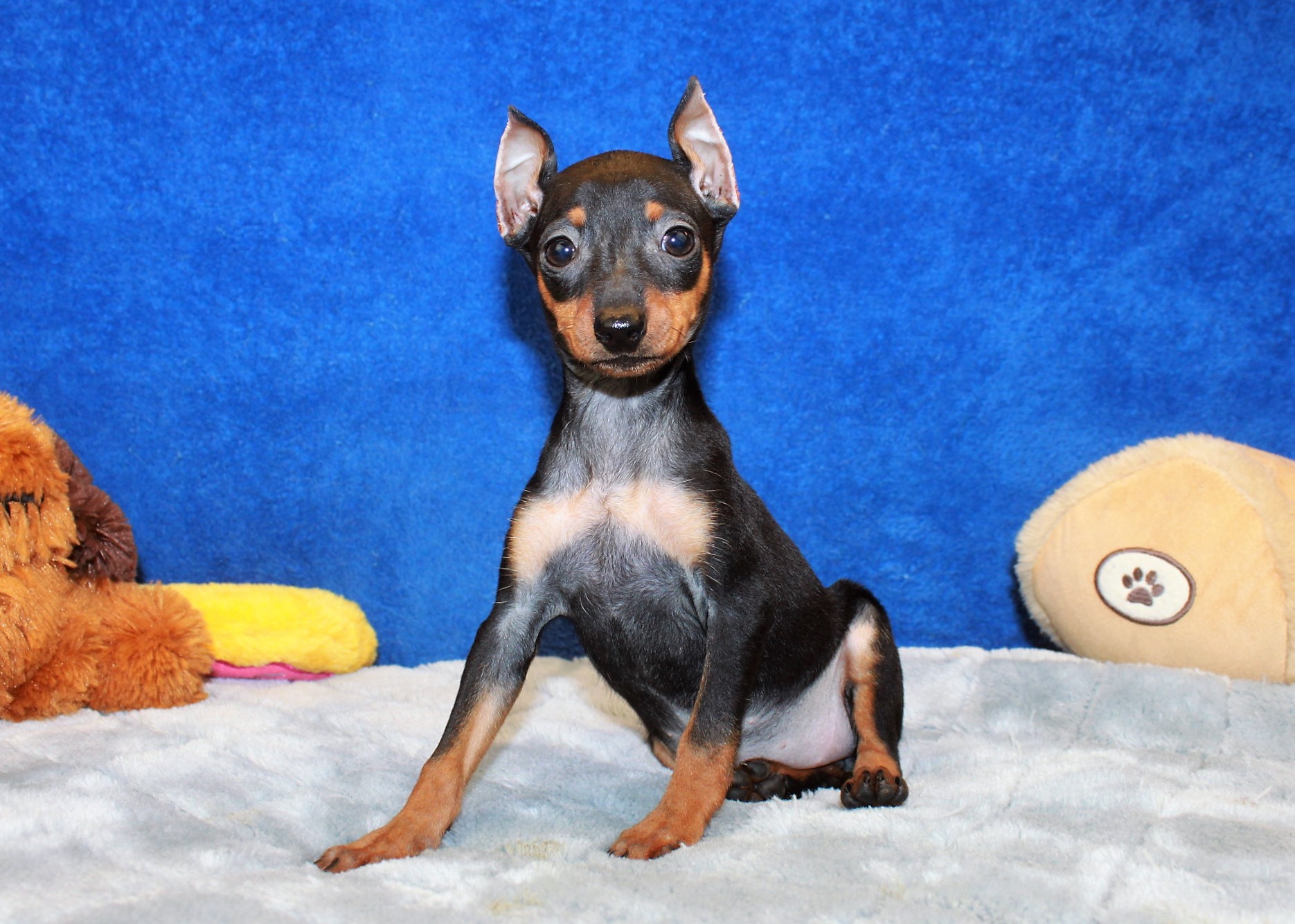 Miniature Pinscher Puppies For Sale Long Island Puppies 