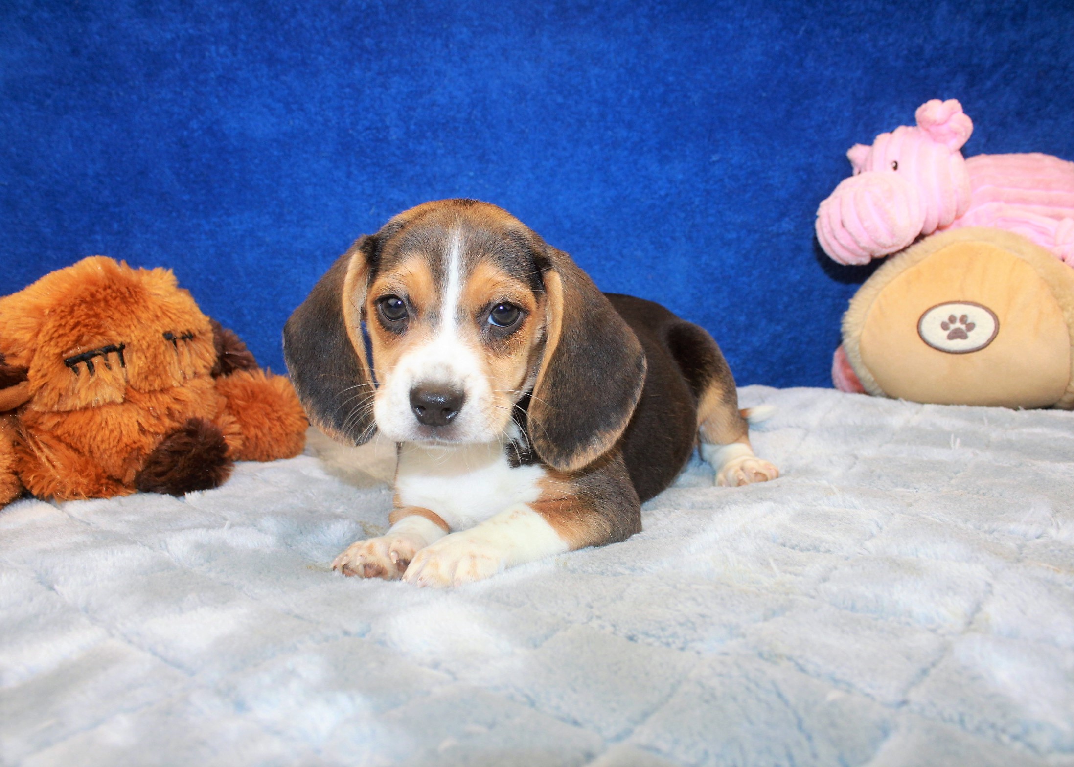 Beagle Puppies For Sale - Long Island Puppies