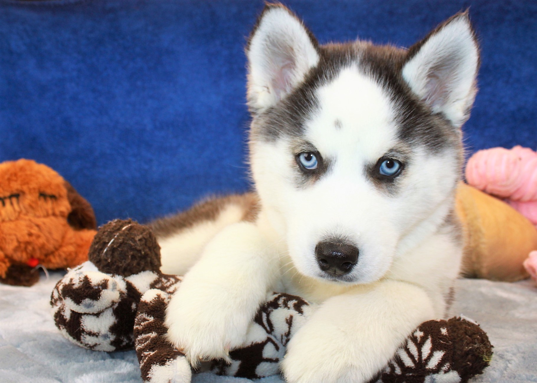 Siberian Husky Puppies For Sale - Long Island Puppies