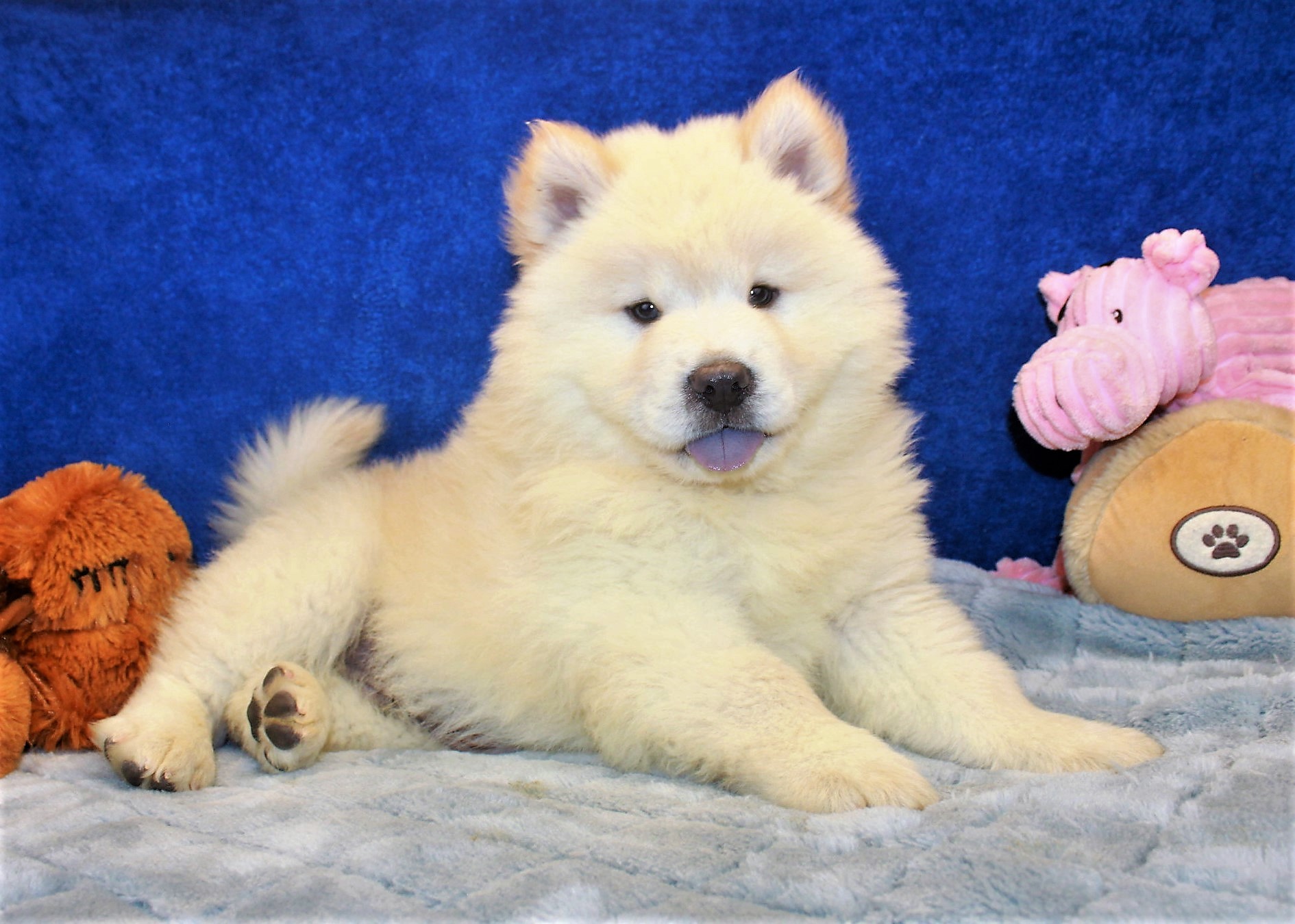 Chow Chow Puppies For Sale - Long Island Puppies