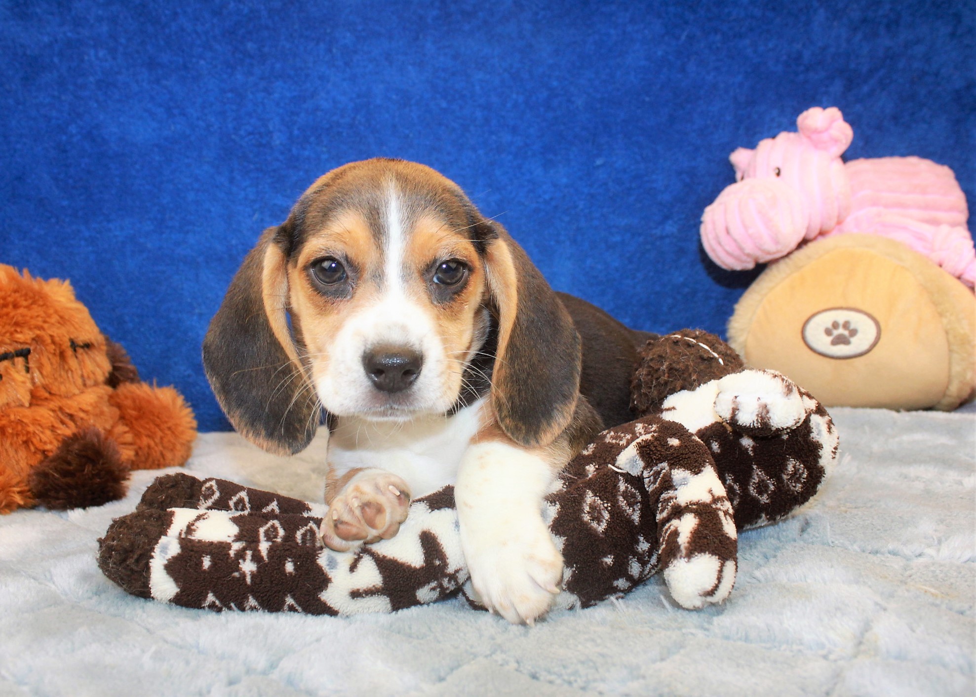 Hicksville - Available Puppies - Long Island Puppies