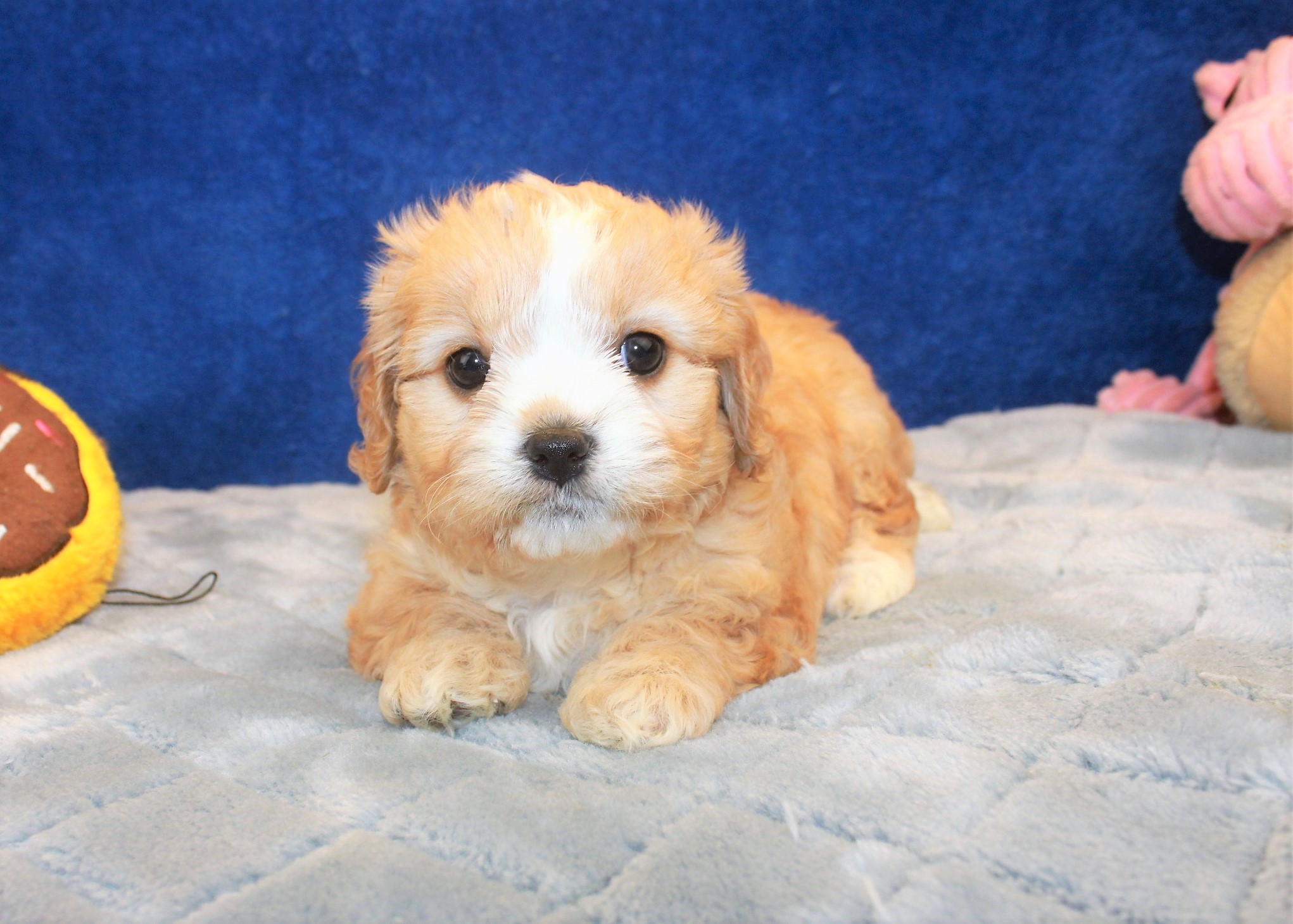 Hicksville Available Puppies Long Island Puppies