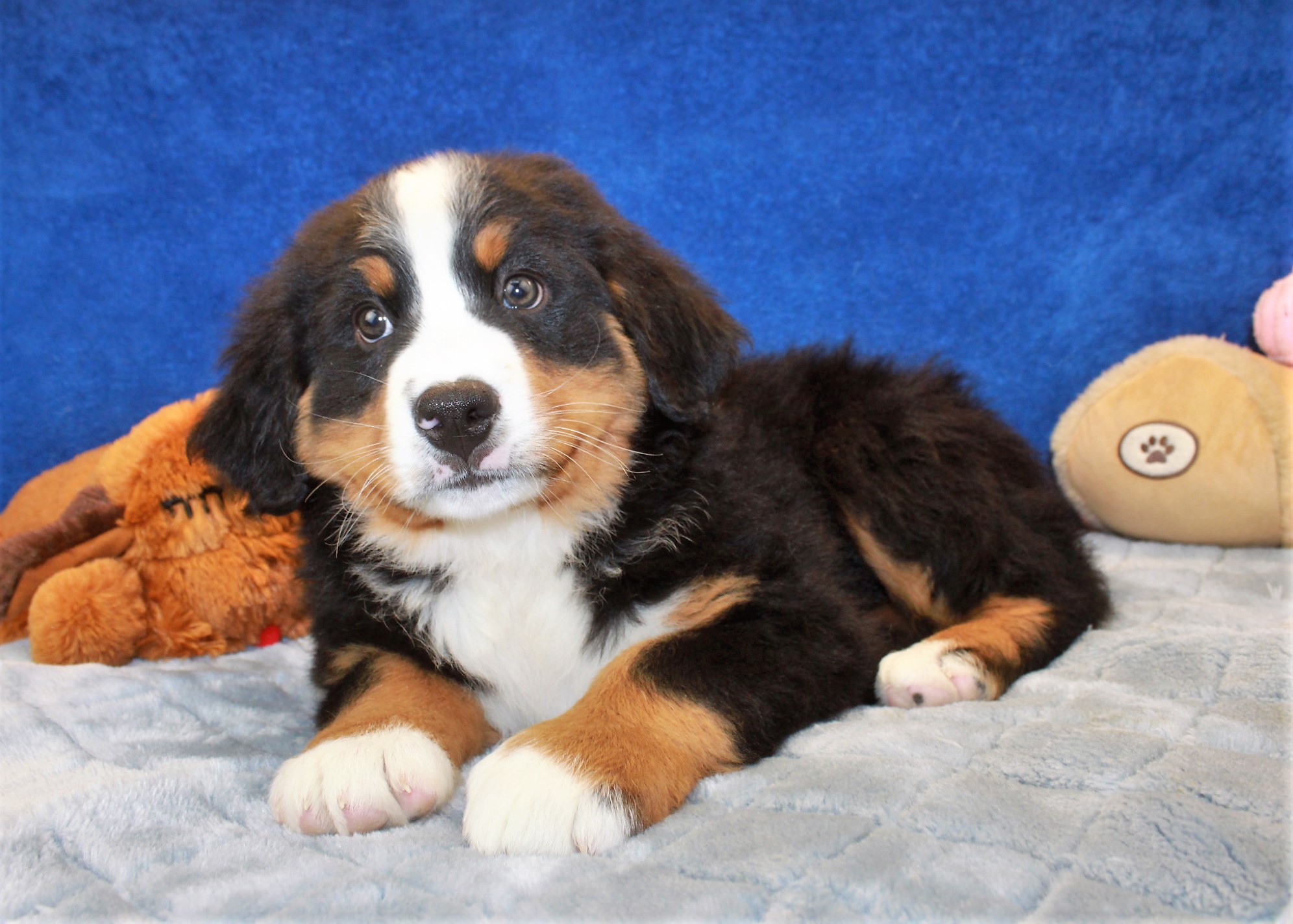 Bernese Mountain Dog Puppies For Sale - Long Island Puppies