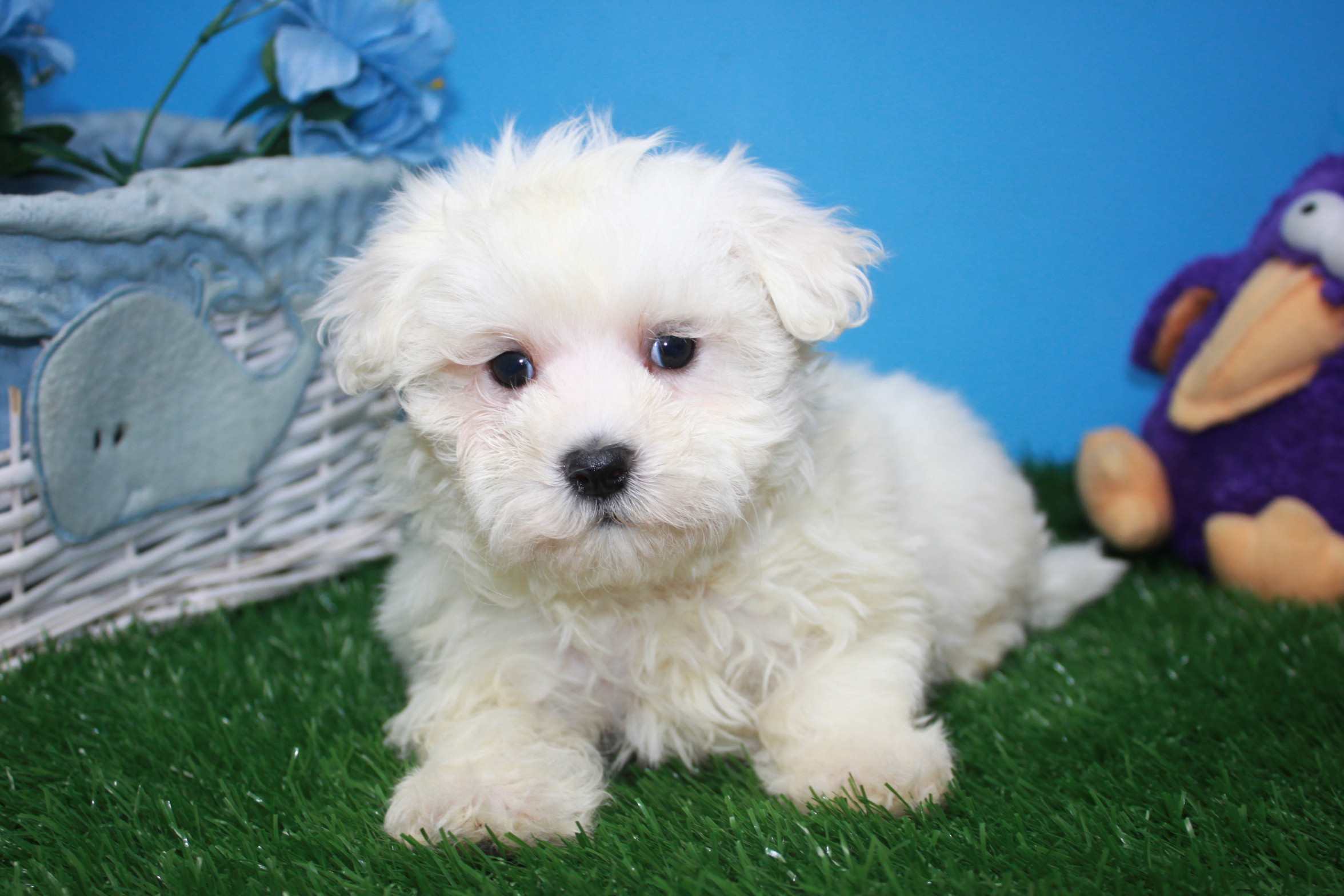 Maltese Puppies For Sale - Long Island Puppies