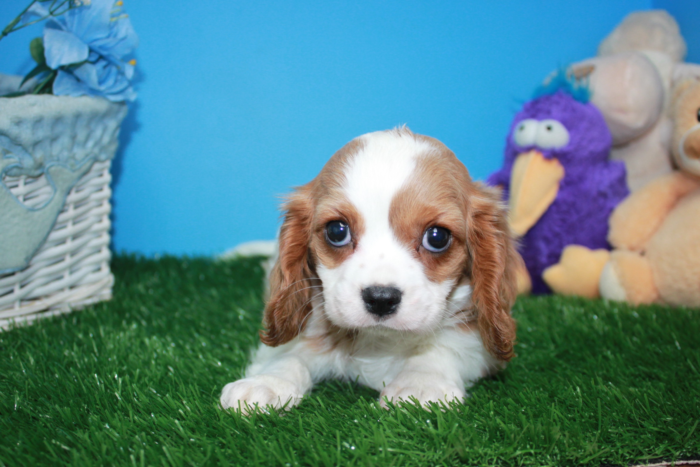 Cavalier King Charles Spaniel Puppies For Sale - Long Island Puppies