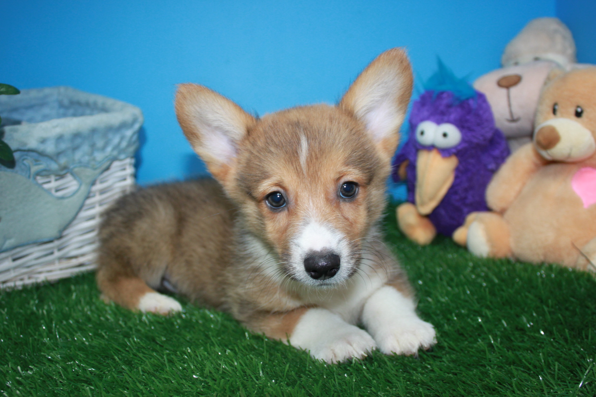 Pembroke Welsh Corgi Puppies For Sale - Long Island Puppies