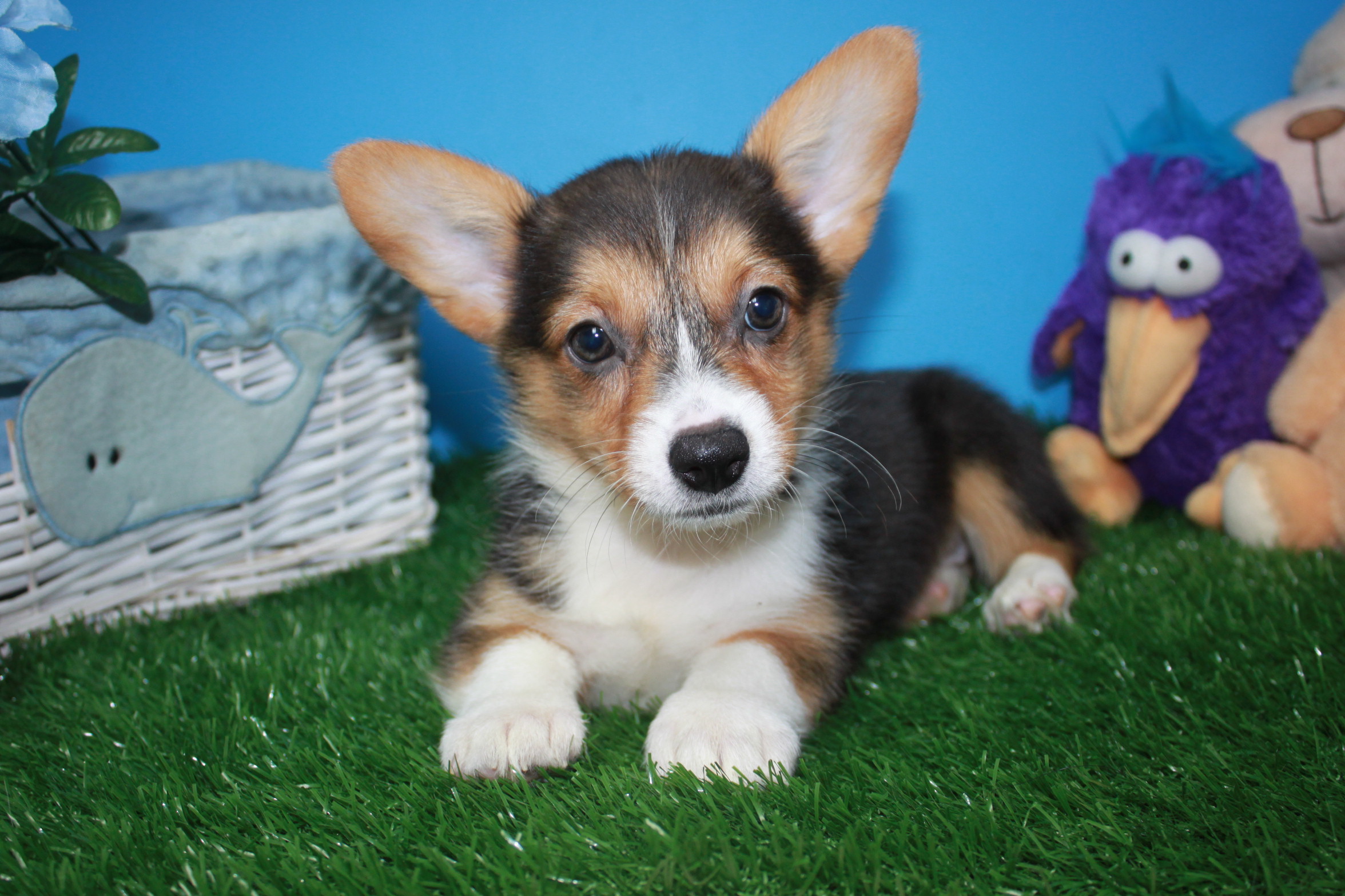 Pembroke Welsh Corgi Puppies For Sale - Long Island Puppies