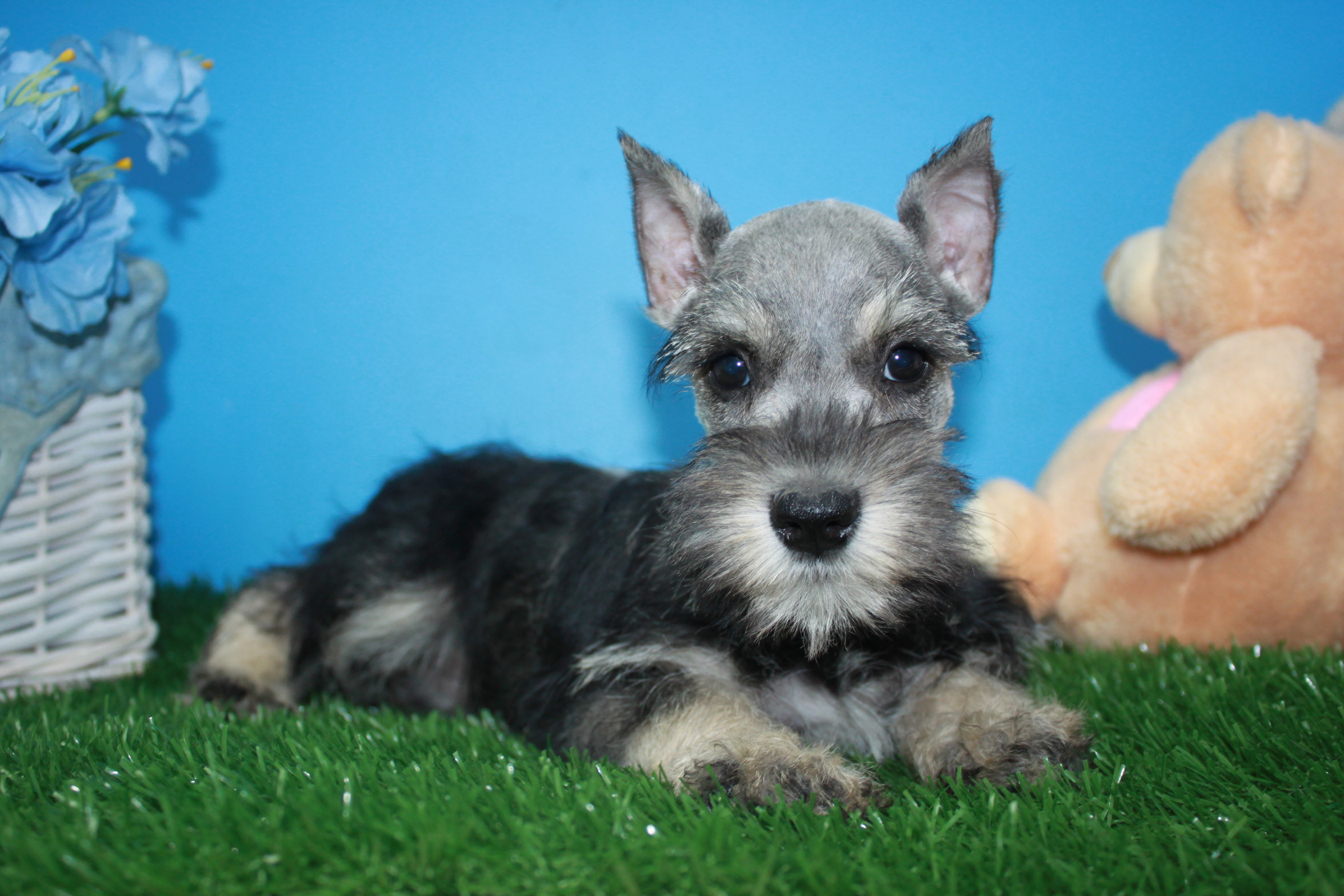 Miniature Schnauzer Puppies For Sale - Long Island Puppies