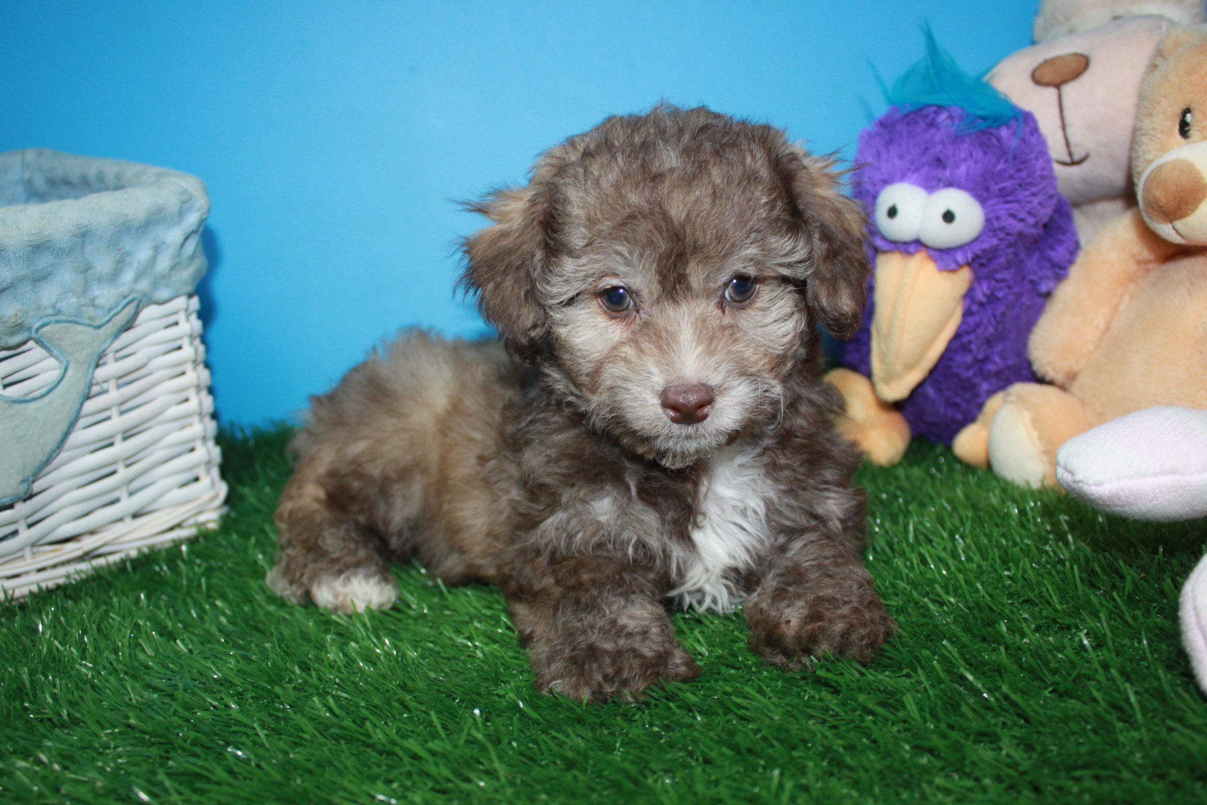 Malti Poo Puppies For Sale - Long Island Puppies