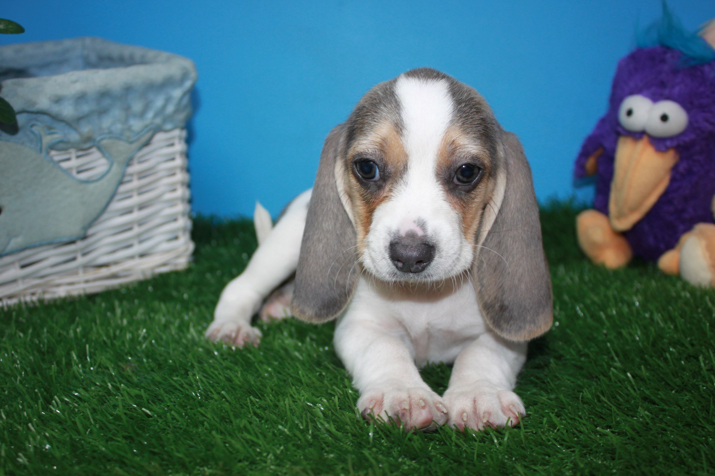 Beagle Puppies For Sale - Long Island Puppies