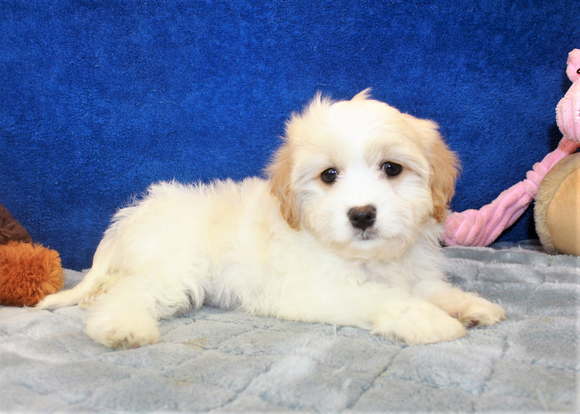 Hicksville - Available Puppies - Long Island Puppies