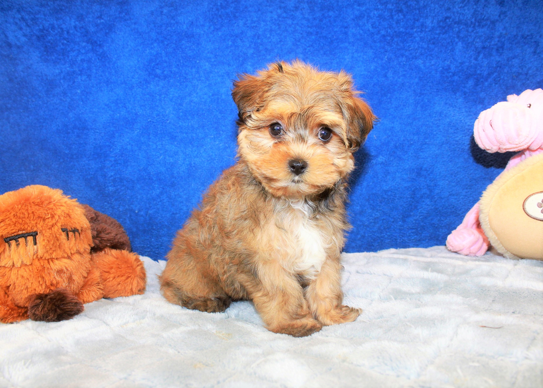 Yo-chon Puppies For Sale - Long Island Puppies