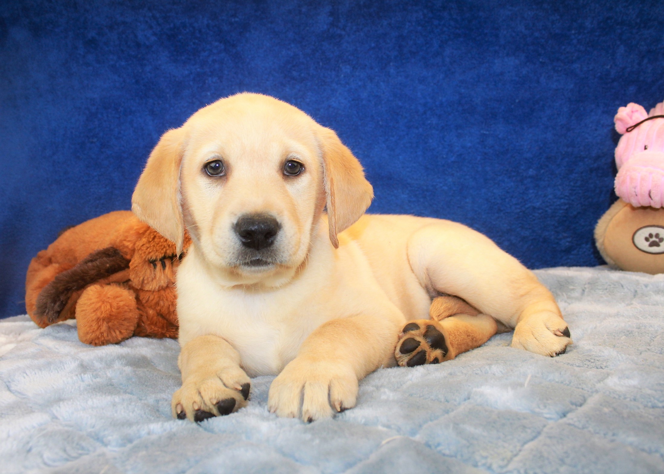 Labrador Retriever Puppies For Sale Long Island Puppies