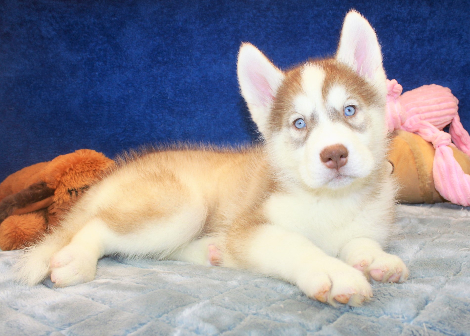 Siberian Husky Puppies For Sale - Long Island Puppies