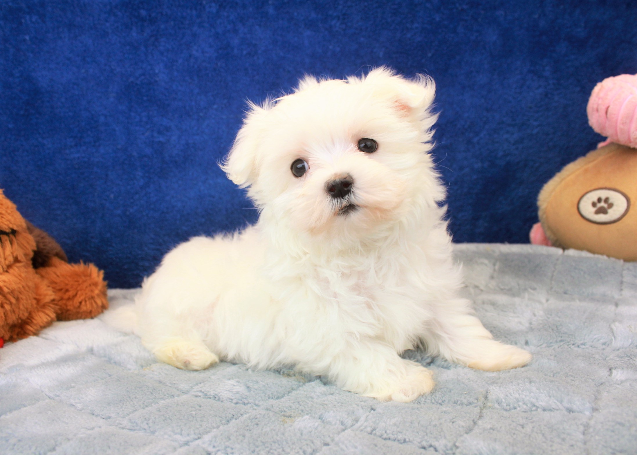 Maltese Puppies For Sale - Long Island Puppies