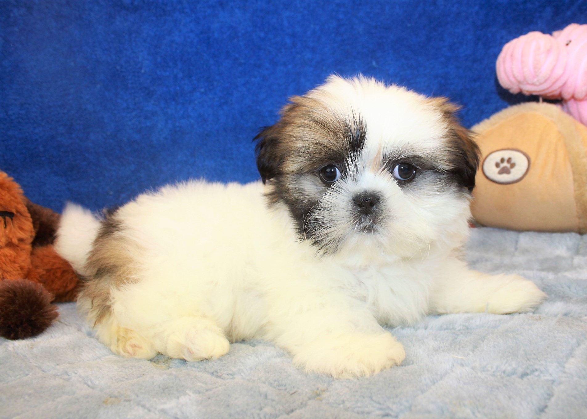 Shih-Tzu Puppies For Sale - Long Island Puppies