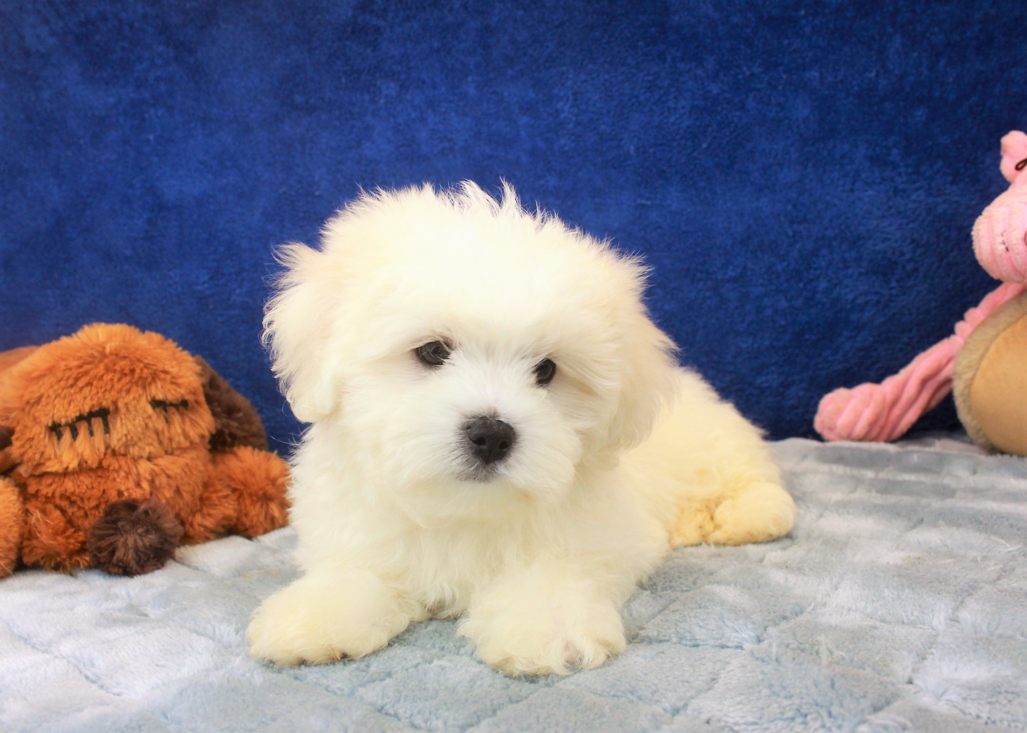 Malti Poo Puppies For Sale - Long Island Puppies