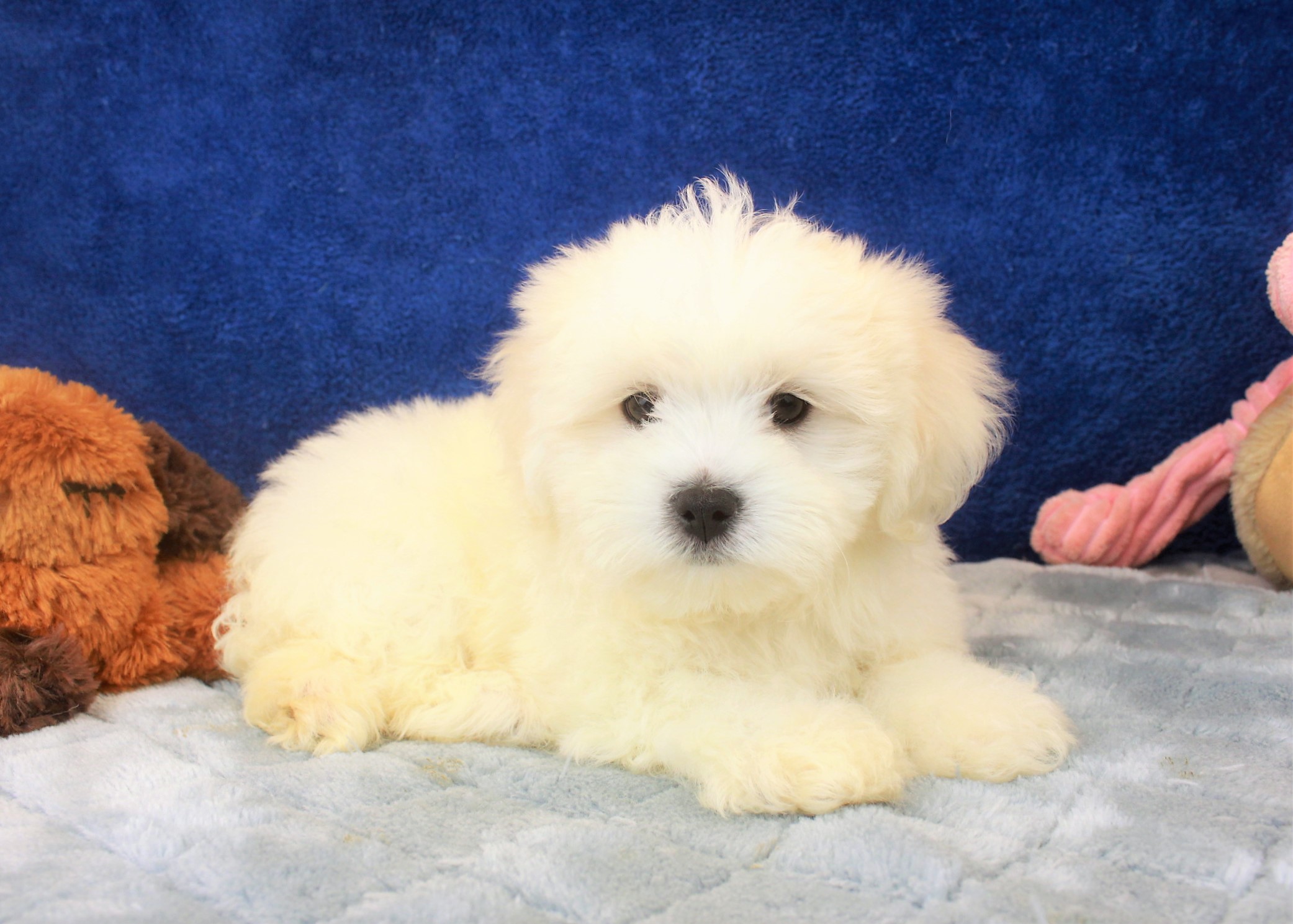 Malti Poo Puppies For Sale - Long Island Puppies