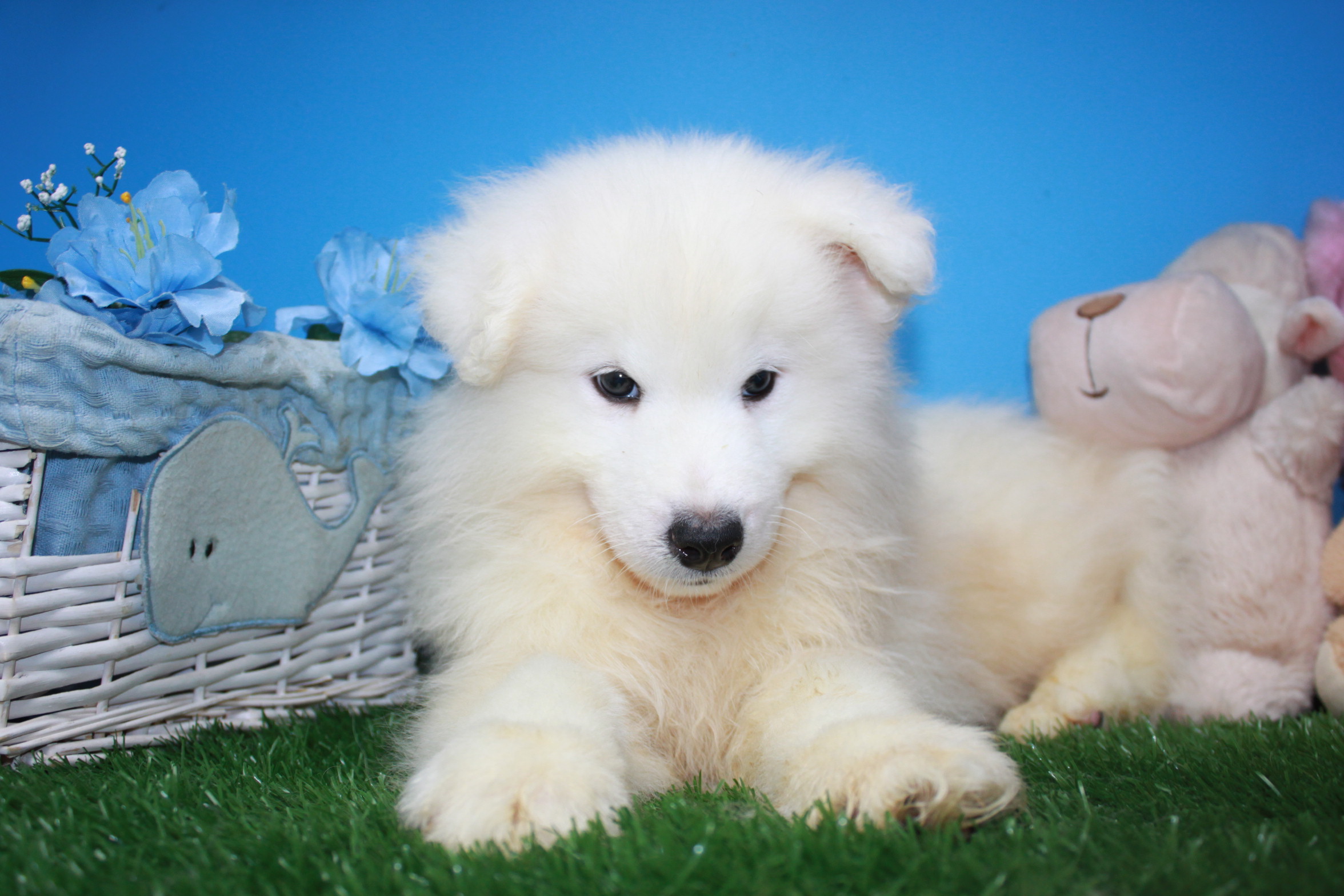 Samoyed Puppies For Sale - Long Island Puppies