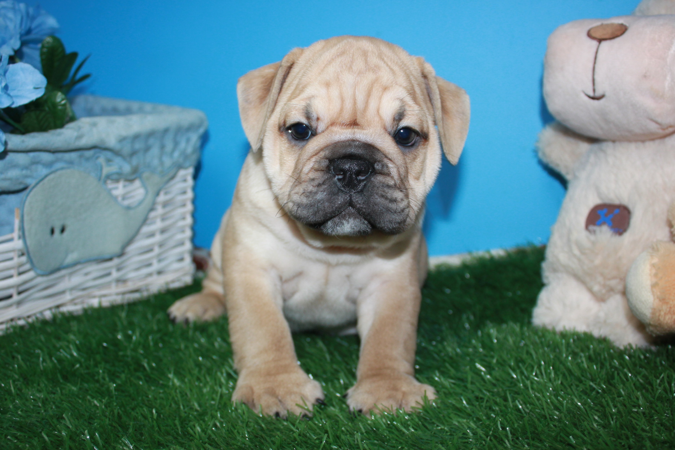 Mini Bulldogs For Sale