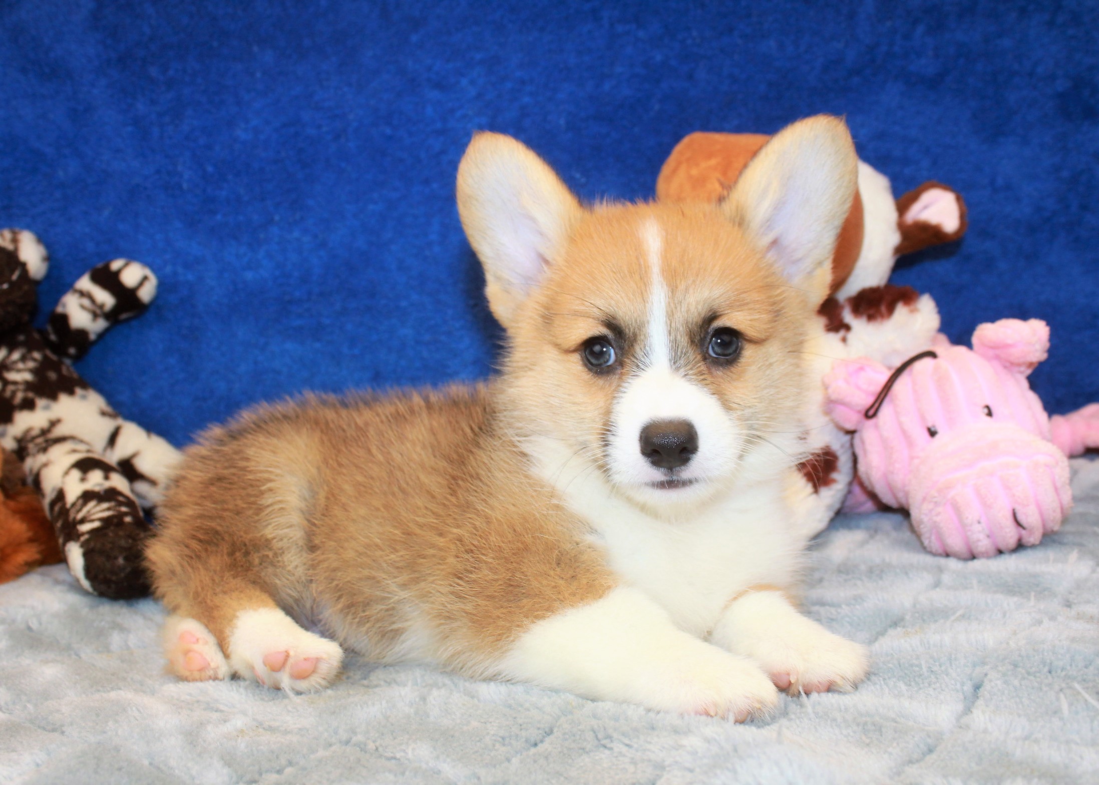 Pembroke Welsh Corgi Puppies For Sale - Long Island Puppies