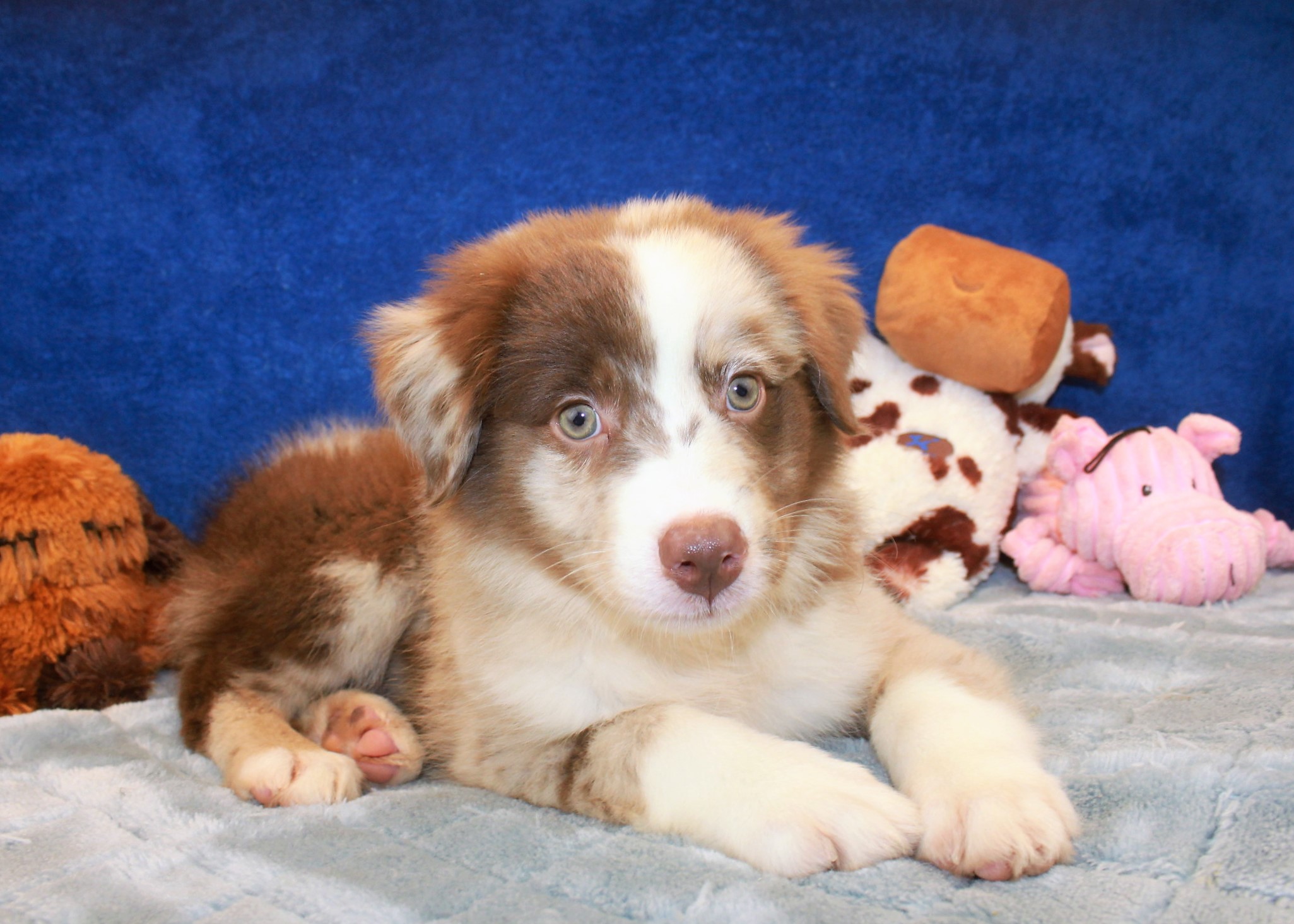 Australian Shepherd Puppies For Sale - Long Island Puppies