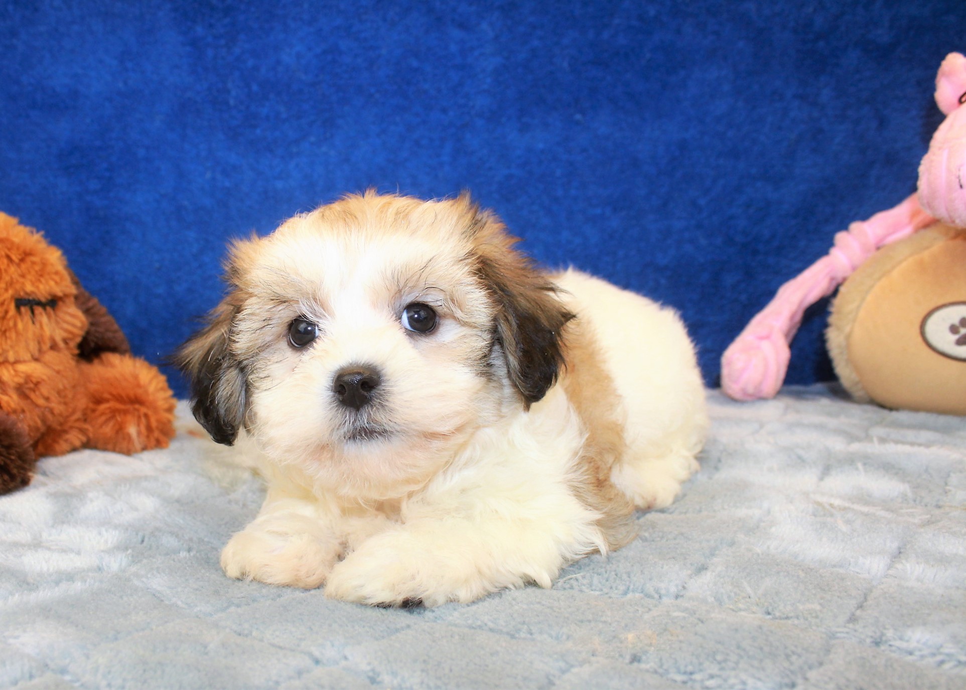 Teddy Bear Puppies For Sale - Long Island Puppies