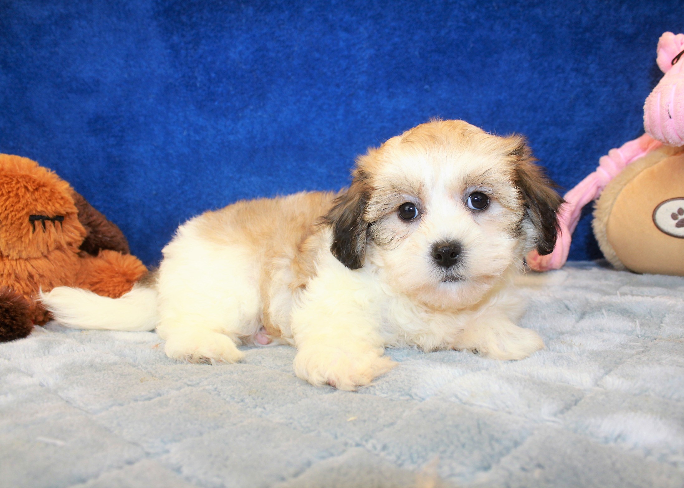 Teddy Bear Puppies For Sale - Long Island Puppies