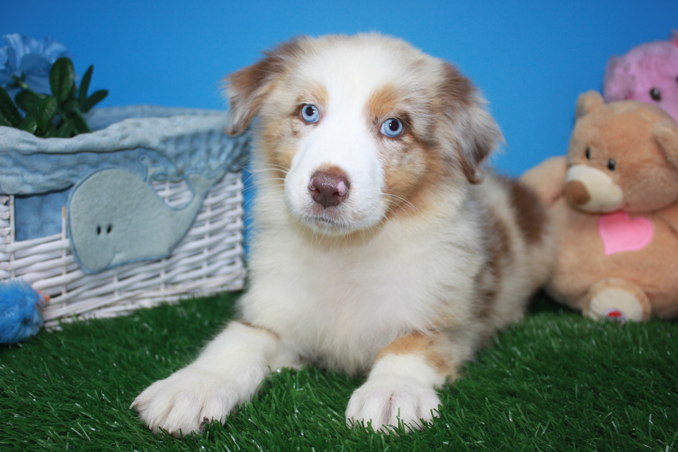 Australian Shepherd Puppies For Sale - Long Island Puppies