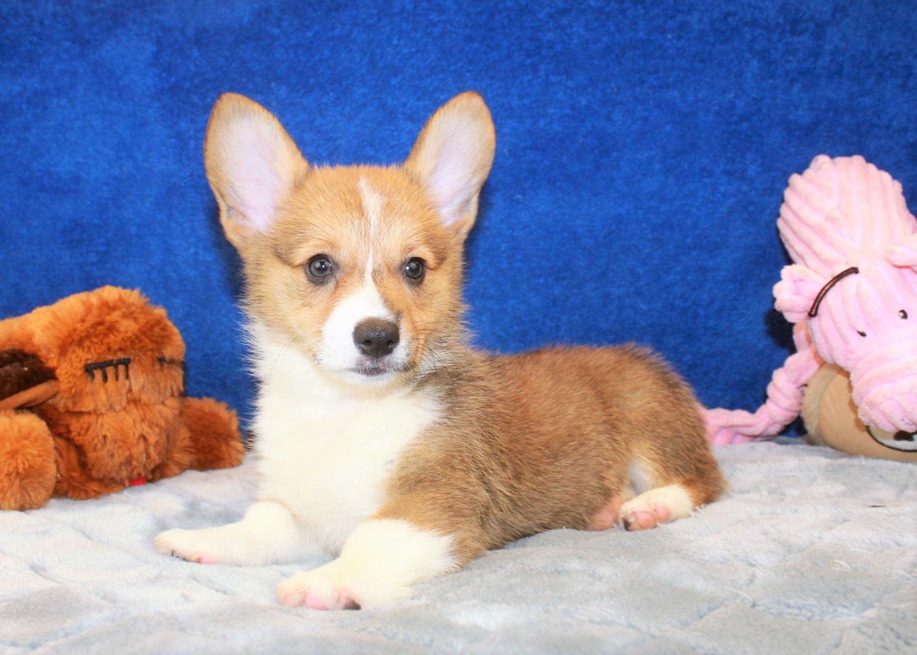 Pembroke Welsh Corgi Puppies For Sale - Long Island Puppies