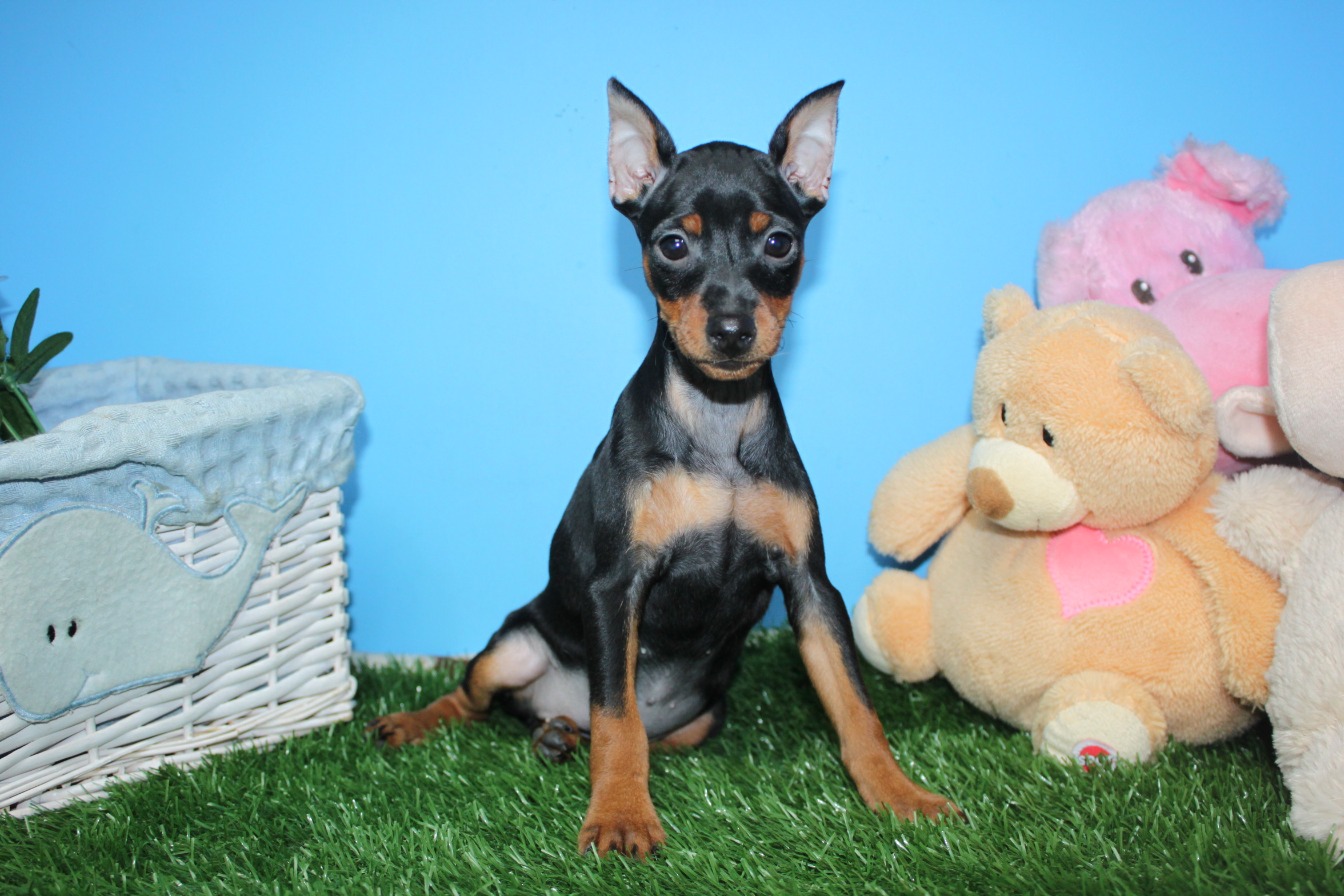 Miniature Pinscher Puppies For Sale - Long Island Puppies