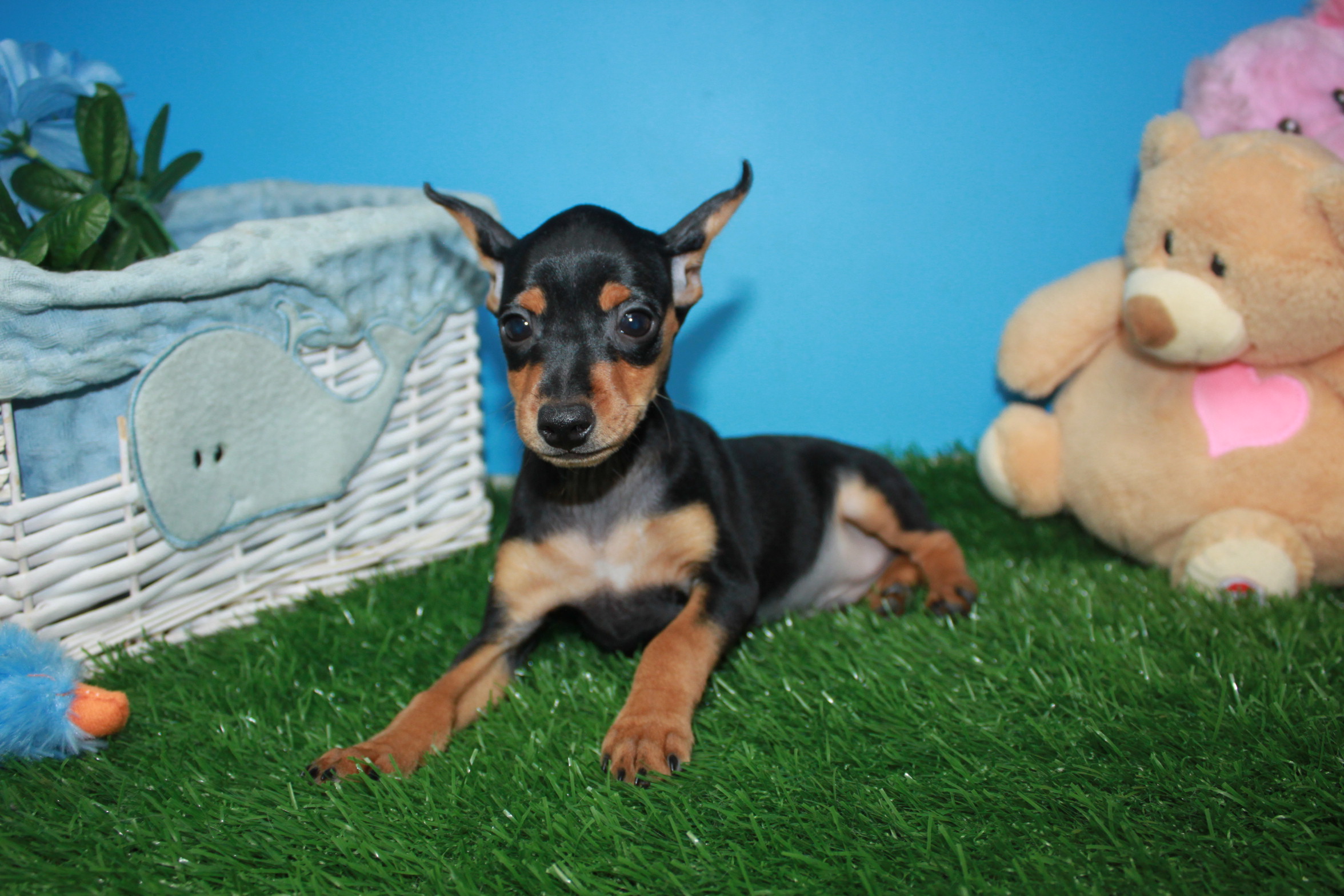 Miniature Pinscher Puppies For Sale - Long Island Puppies